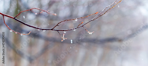 Raindrops on a bare branch in the spring during the melting snow