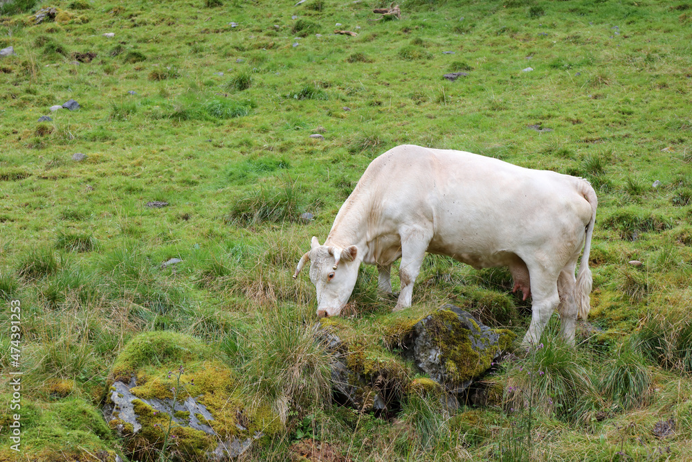 Norwegen - Rinder / Norway - Cattles / Norwegen - Rinder / Norway - Cattles /