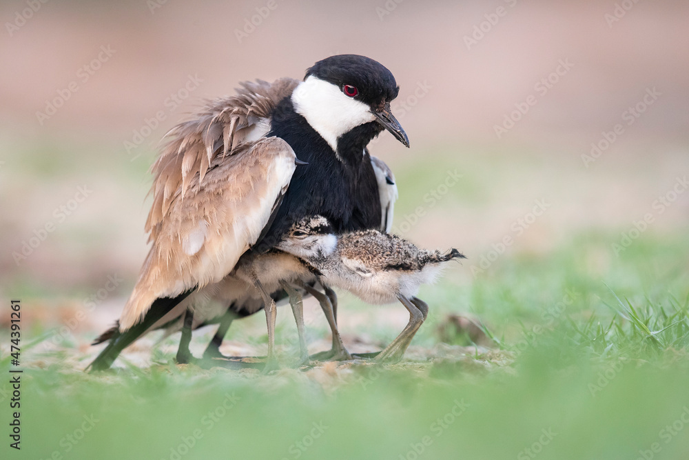 Fototapeta premium Under My Wings - Spur-winged Lapwing