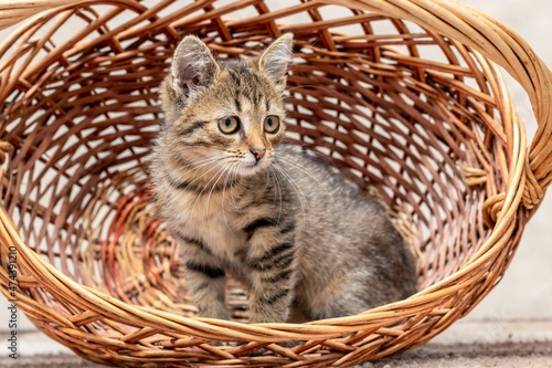 Small brown striped kitten sitting in a wicker basket