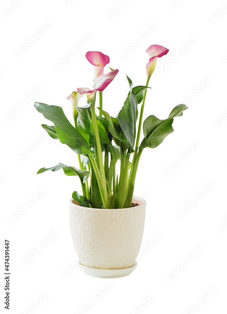 pink calla lily in flower pot isolated  on white background