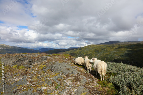 Schaf in Aurlandsvegen / Sheep at Aurlandsvegen / Ovis.