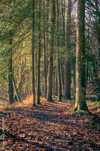 Vertical shot of autumn forest with green pine trees and hiking path winding trough.