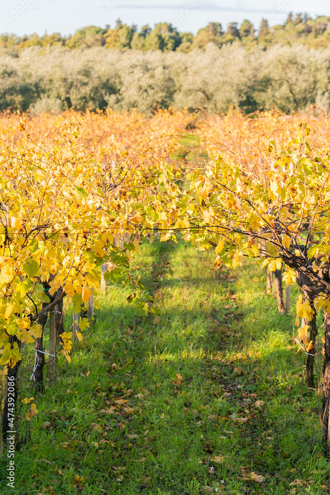 Fototapeta premium Autumn in Puglia, Italy