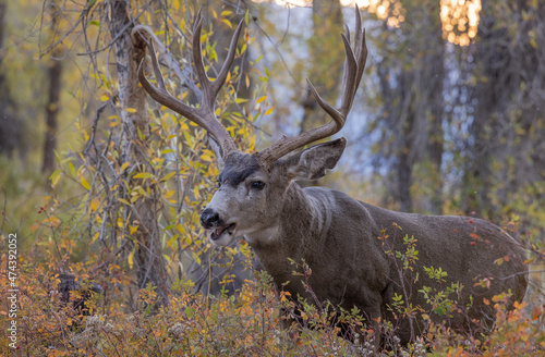 Mule Deer Buck in Wyoming in Autumn © natureguy