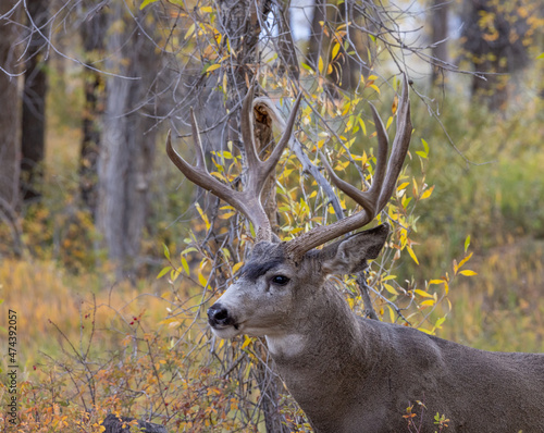 Mule Deer Buck in Wyoming in Autumn