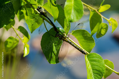Dragonflies on green leaf of tree