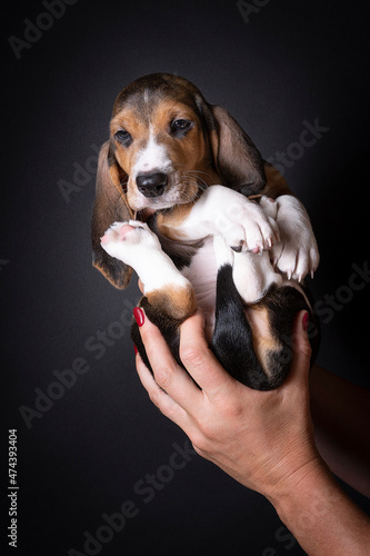 French basset artesien normand puppy held in hands against a black background photo