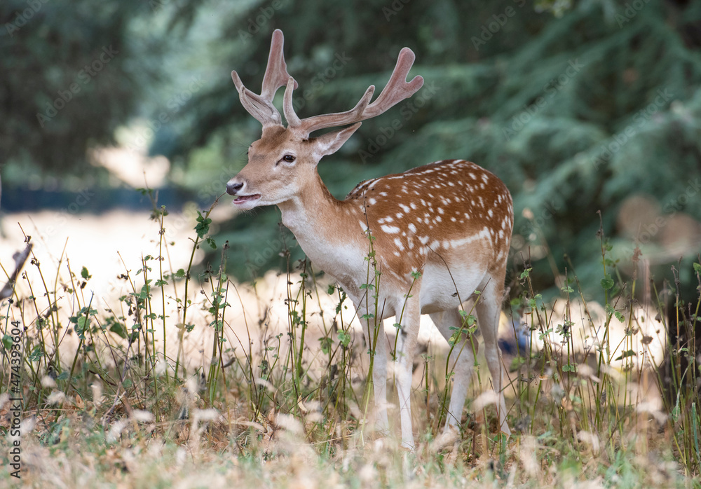 The deer is looking at Something The deer is looking at Something