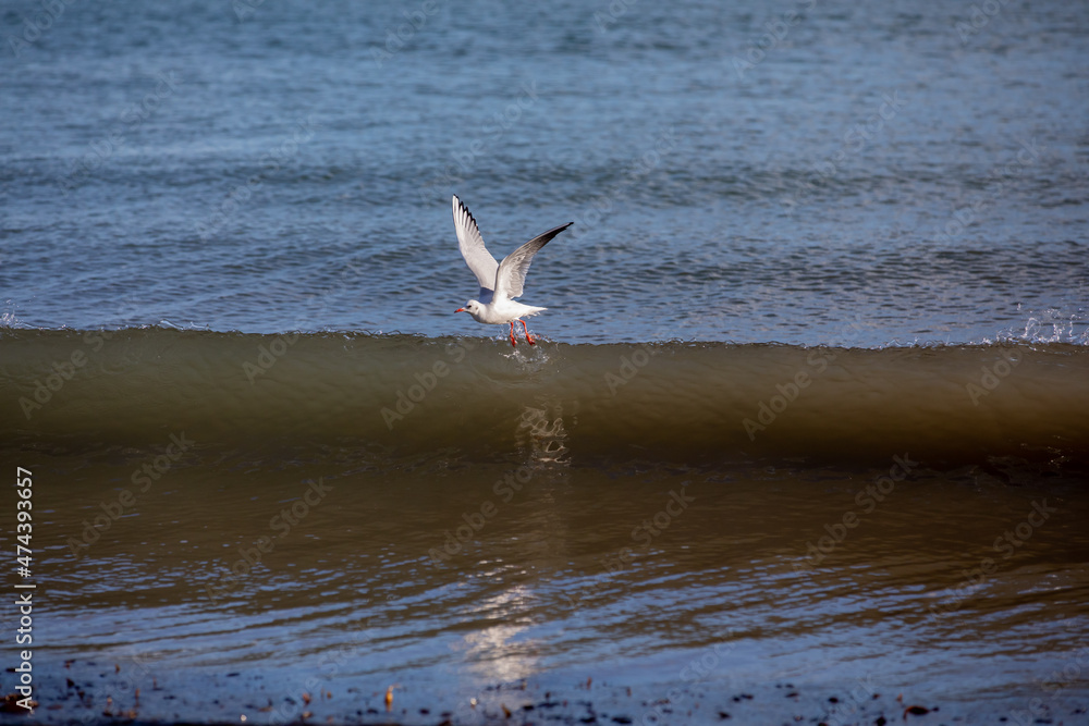 Seagull flying over a breaking wave Seagull flying over a breaking wave