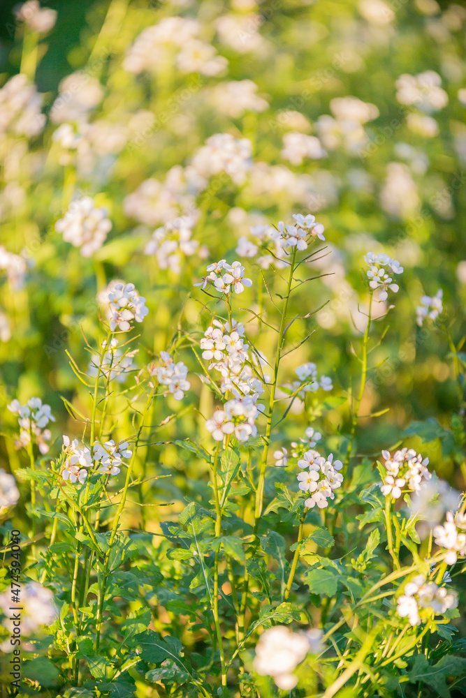 Fototapeta premium White Flowers in Autumn, Puglia Italy