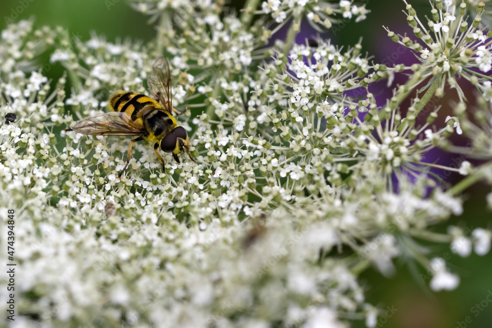 Totenkopfschwebfliege (Myathropa florea) Totenkopfschwebfliege (Myathropa florea)