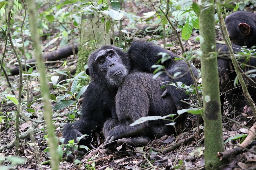 Chimpanzee, (Pan troglodytes), Kibale National Park - Uganda, Africa Chimpanzee, (Pan troglodytes), Kibale National Park - Uganda, Africa