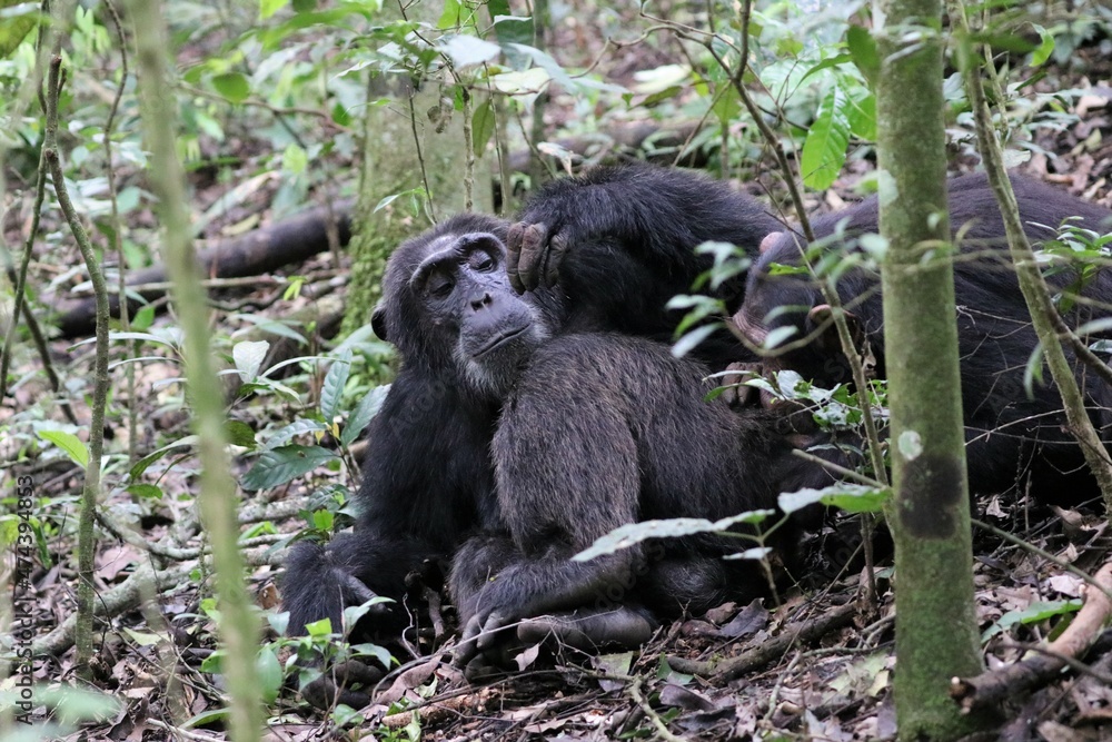Fototapeta premium Chimpanzee, (Pan troglodytes), Kibale National Park - Uganda, Africa 