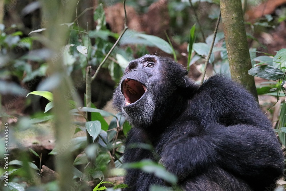 Chimpanzee, (Pan troglodytes), Kibale National Park - Uganda, Africa Chimpanzee, (Pan troglodytes), Kibale National Park - Uganda, Africa