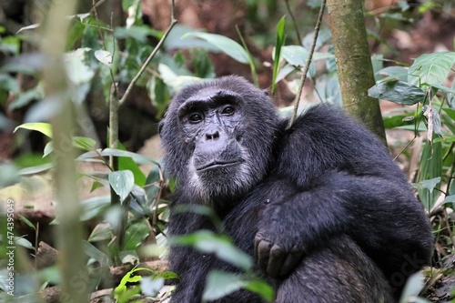 Chimpanzee, (Pan troglodytes), Kibale National Park - Uganda, Africa 