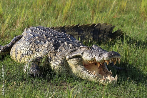 Nile crocodile (Crocodylus niloticus) - Uganda, Africa