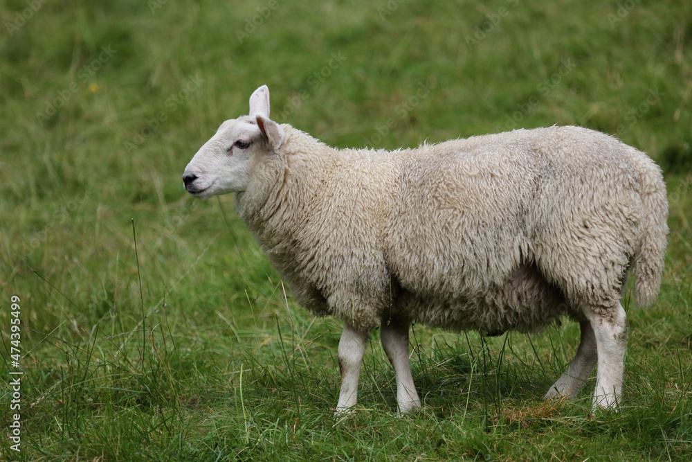 Fototapeta premium Schaf / Sheep / Ovis