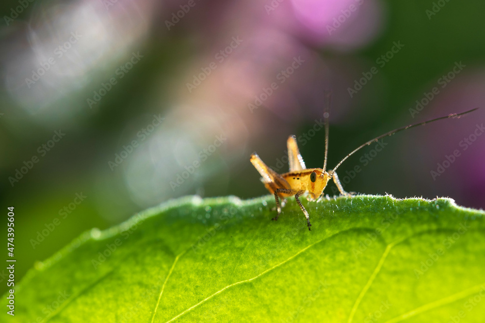 Grasshopper on leaf horizontal fairy tale mood Grasshopper on leaf horizontal fairy tale mood