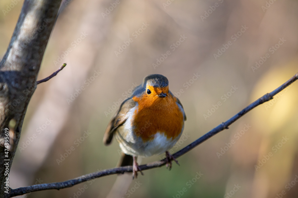 Robin perching on a tree branch Robin perching on a tree branch