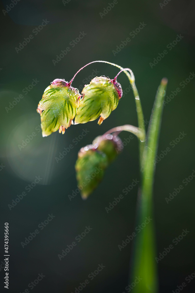 Quaking grass seeds macro closeup vertical Quaking grass seeds macro closeup vertical