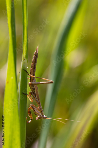 Mantis on grass upside down vertical macro shot