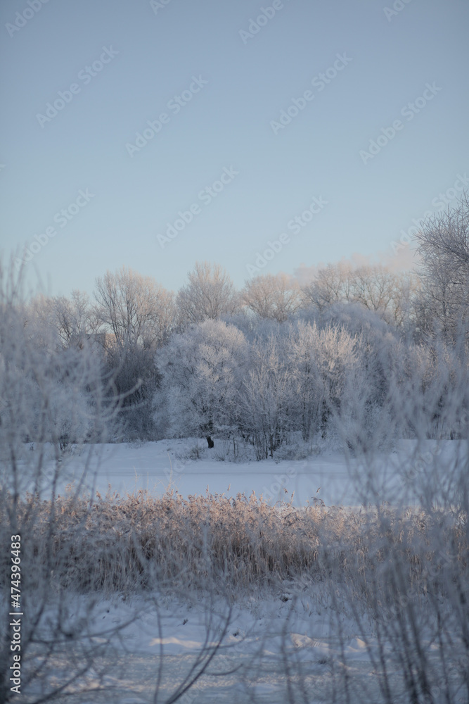 Trees with frost on a frosty day. Trees with frost on a frosty day.