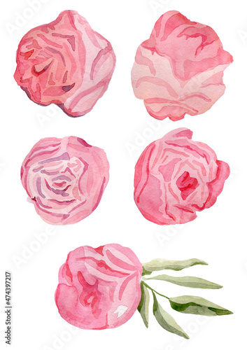 Buds of peonies watercolor by hand sketch romantic trendy elegant pink flowers