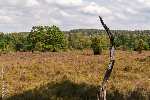 Landscape in the Lueneburg Heath near Niederhaverbeck  Lower Saxony  Germany