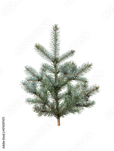 Christmas tree isolated on white background