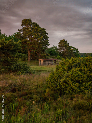 Evening in the Lueneburg Heath with a hunting stand near Niederhaverbeck, Lower Saxony, Germany