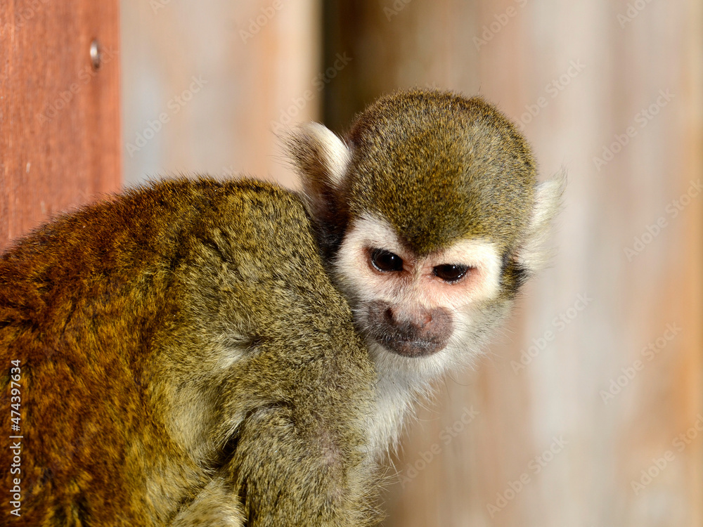 Obraz premium リスザル