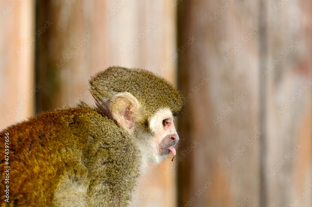 Fototapeta premium リスザル