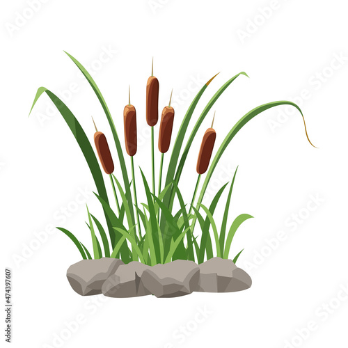 Cattail grows in stones isolated on white background