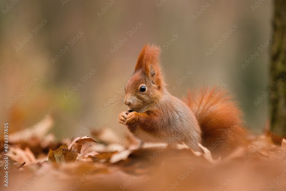 squirrel in the autumn forest