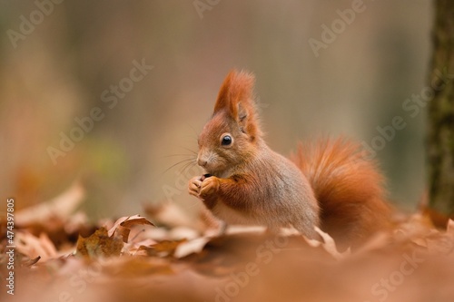 squirrel in the autumn forest