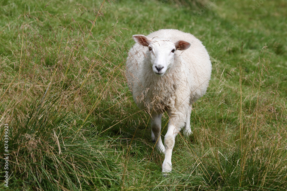 Obraz premium Schaf / Sheep / Ovis.