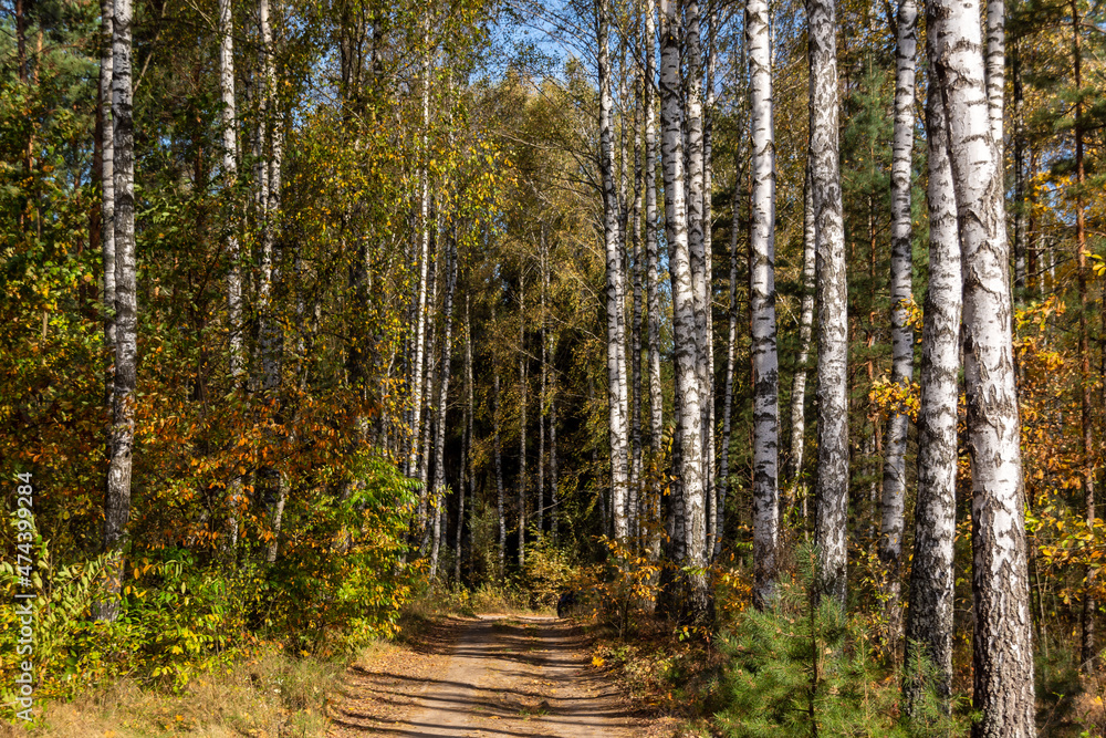 Jesień w brzozowym lesie, Podlasie, Polska Jesień w brzozowym lesie, Podlasie, Polska