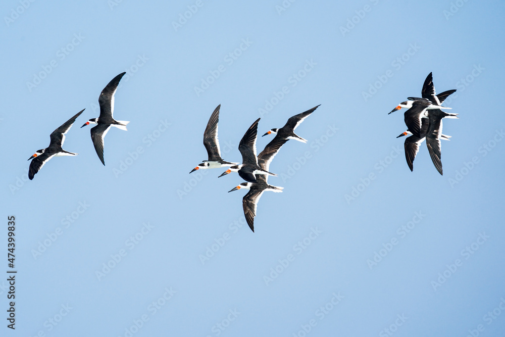 common tern enjoying the blue sky common tern enjoying the blue sky