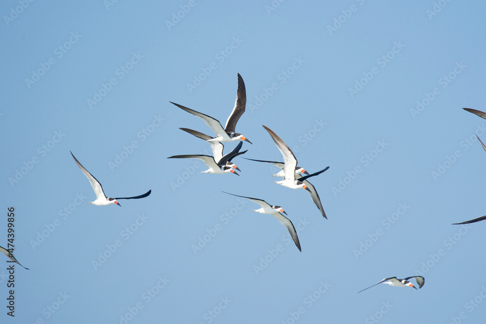 common tern enjoying the blue sky common tern enjoying the blue sky