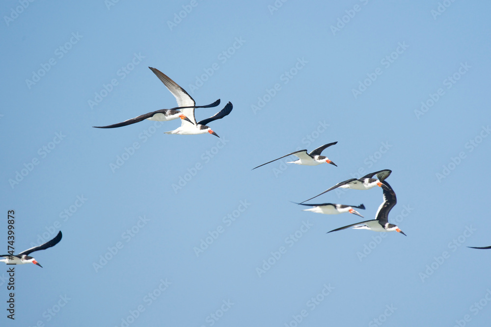 common tern enjoying the blue sky common tern enjoying the blue sky