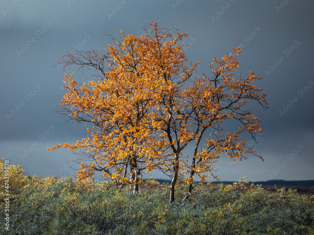 Colorful leaves on the trees in autumn along the Wilderness Road on the Stekenjokk plateau in Lapland in Sweden. Colorful leaves on the trees in autumn along the Wilderness Road on the Stekenjokk plateau in Lapland in Sweden.