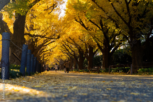 明治神宮外苑いちょう並木
