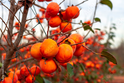 Canvas Print Kakis (Diospyros kaki, kaki persimmon) in a tree ready to be harvested in a plot of the Denomination of Protected Origin (D