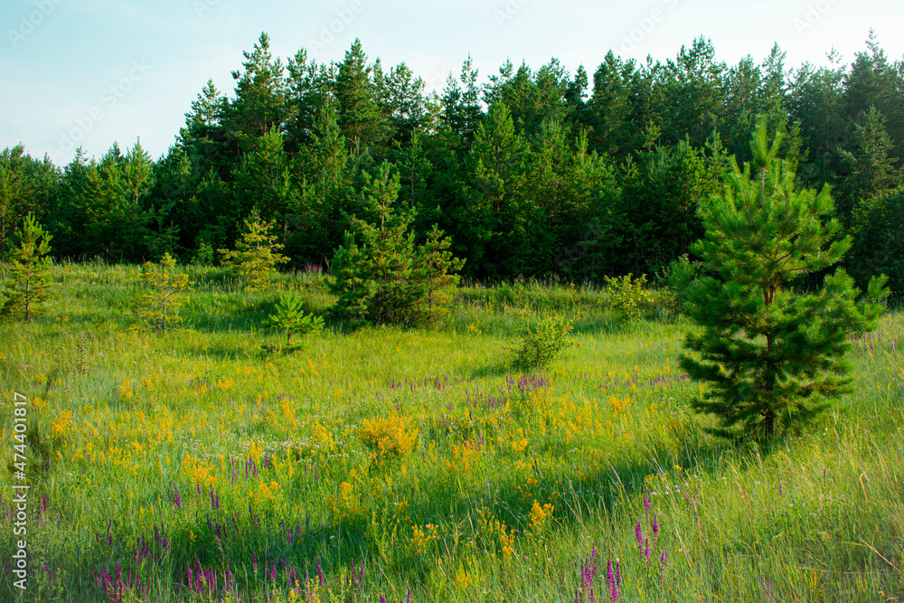 Early July in a pine grove