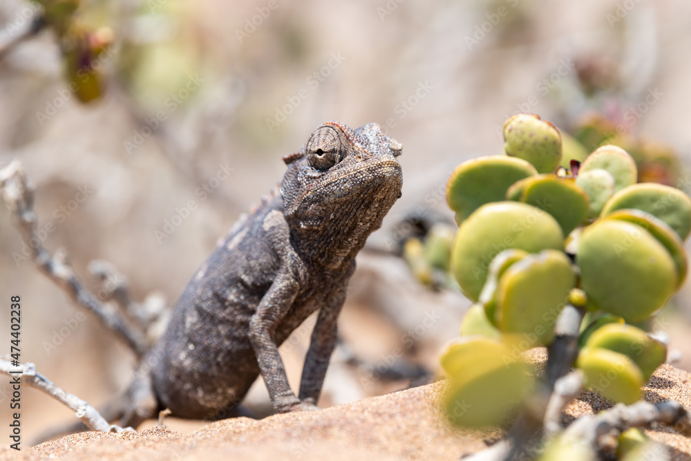 Fototapeta premium An attentive, hungry chameleon in the Namib Desert near Swakopmund, Namibia, Africa.