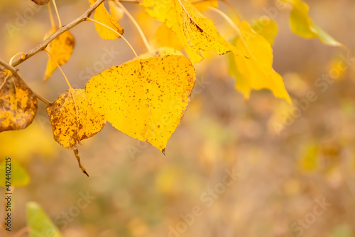 Plant leaves in fall season in nature environment. Autumn nature.