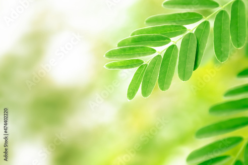 Foliage with green color plant leaves growing in nature environment. Natural background.