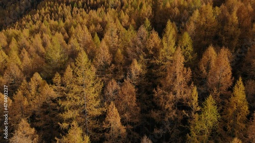 Flying close above the larch tree forests covering the valley of the national park. Romantic Atmosphere. Breathtaking autumn golden colored landscape in north Italy. Aerial Drone shot.