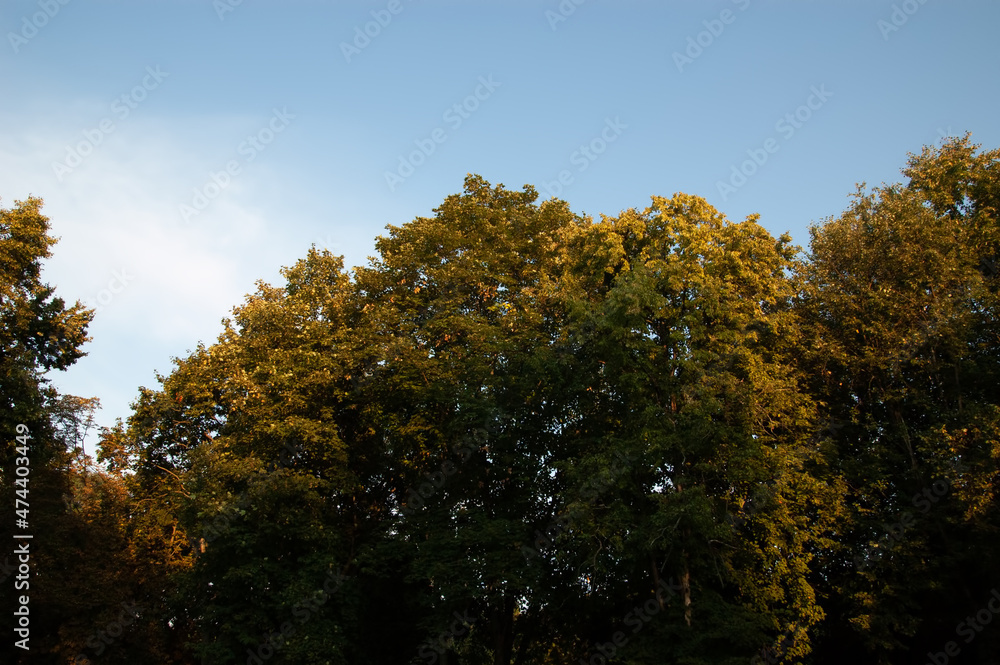 trees with green and brown leaves in sunshine against the blue sky